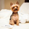 Joyce Cheng - Album Pet