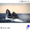http://s.mxmcdn.net/images-storage/albums/3/0/0/1/7/8/28871003.jpg