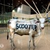 Scooter - Album Behind The Cow