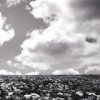 BUMP OF CHICKEN - Album 花の名