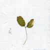 österreich - Album 無能(TV Size)
