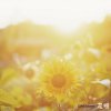 GReeeeN - Album 花唄