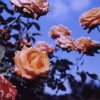 http://s.mxmcdn.net/images-storage/albums/4/7/4/7/0/0/27007474.jpg
