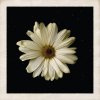 Cody Simpson - Album Flower