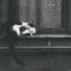 Tindersticks - Album City Sickness