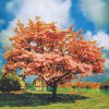 一青窈 - Album ハナミズキ