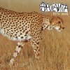 Apulanta - Album Mitä vaan