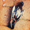 Penga' Per - Album Penga' Per är död