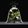 Zazie - Album Avant l'amour