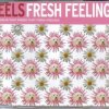 Eels - Album Fresh Feeling