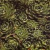 http://s.mxmcdn.net/images-storage/albums/9/8/5/6/5/6/11656589.jpg