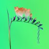 Flume - Album Skin Companion
