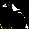 Monica - Album The Magpie Sits in the Tree