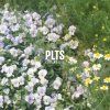 Plts - Album Call Me Out