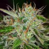 Whitey - Album Grass Ticker Rap