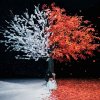 Aimer - Album Akane Sasu / Everlasting Snow - EP