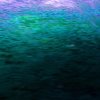 http://s.mxmcdn.net/images-storage/albums4/7/9/9/2/3/5/32532997.jpg