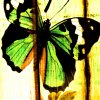 http://s.mxmcdn.net/images-storage/albums4/9/9/9/2/3/5/32532999.jpg