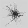 Ricardo Donoso - Album Quintesence