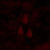 AFI - Album O-