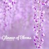 Glimmer of Blooms - Album Paradise