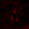AFI - Album Aurelia