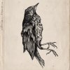 Kråkesølv - Album Pangea / Vi