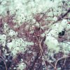 Tennyson - Album No Answer