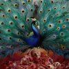 http://s.mxmcdn.net/images-storage/albums5/9/1/3/5/5/0/35055319.jpg
