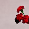 http://s.mxmcdn.net/images-storage/albums8/0/2/6/6/2/1/32126620.jpg