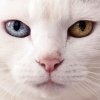 http://s.mxmcdn.net/images-storage/albums8/0/4/7/1/8/8/30881740.jpg