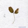 österreich - Album 無能