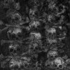 http://s.mxmcdn.net/images-storage/albums8/4/6/5/7/6/2/14267564.jpg
