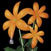 Orange Range - Album 花