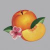 Phoenix - Album Bankrupt!
