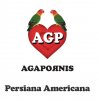 Agapornis - Album Persiana Americana