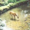 スピッツ - Album 若葉