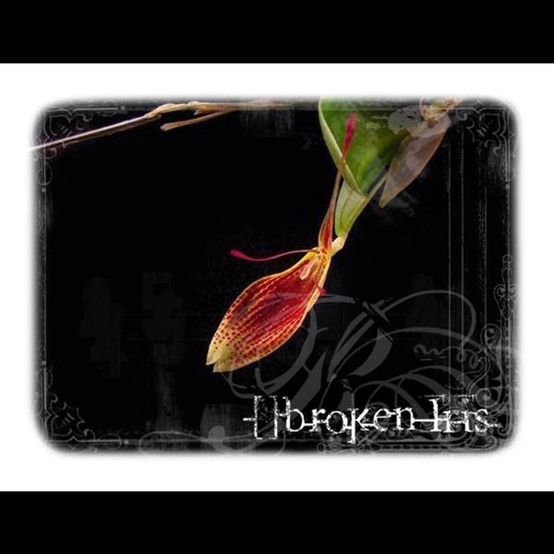 Broken Iris Forevermore Lyrics Musixmatch broken iris forevermore lyrics