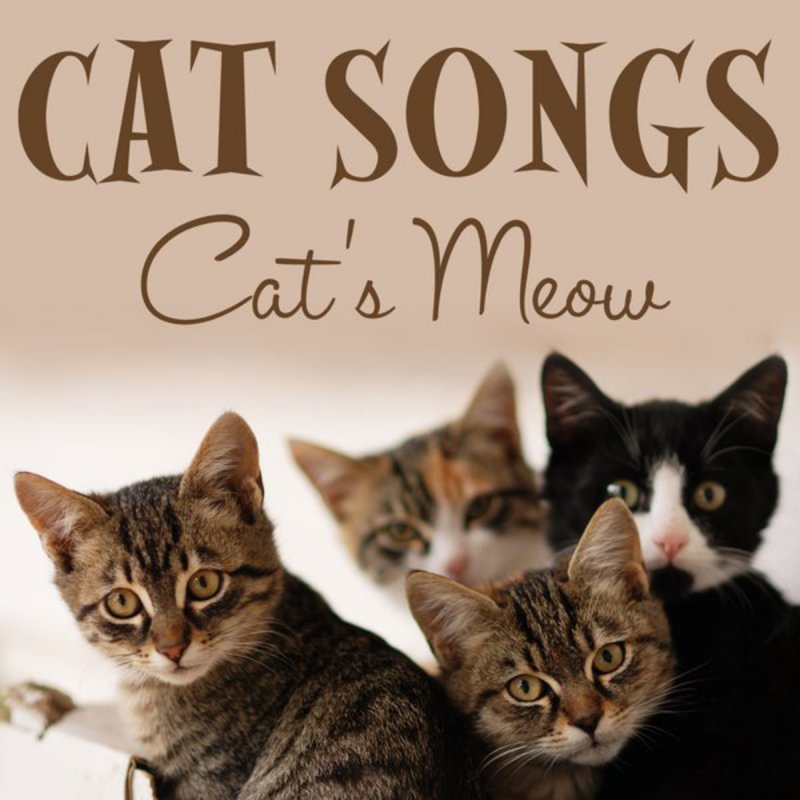 Кэт текст песни. Кэт Сонг. Песня про кошку. Cats текст. Kitty Cat песня.