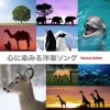 心に染みる洋楽ソング Various Artists - cover art