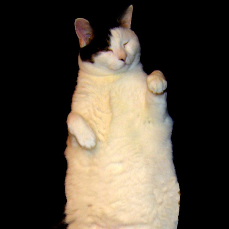 Steve Ibsen The Kitty Cat Dance Lyrics Musixmatch