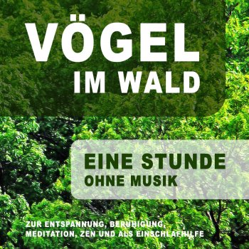 I Testi Delle Canzoni Dell Album Vogel Im Wald Zur Entspannung Beruhigung Meditation Zen Und Als Einschlafhilfe Ohne Musik Di Naturgerausche Mtv