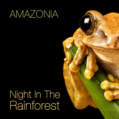 Night In the Rainforest