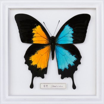 go live flow 15th anniversary tour 2018 anime shibari at toyosu pit 2018 7 1 testo flow mtv testi e canzoni