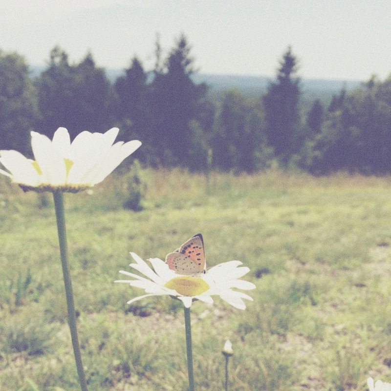 Kina Grannis You Are My Sunshine Lyrics Musixmatch 5,741 views, added to favorites 141 times. kina grannis you are my sunshine