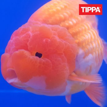 Mehu By Tippa T Album Lyrics Musixmatch Song Lyrics And Translations Yeah, mu swägä o nii yeah yeah yeah. musixmatch