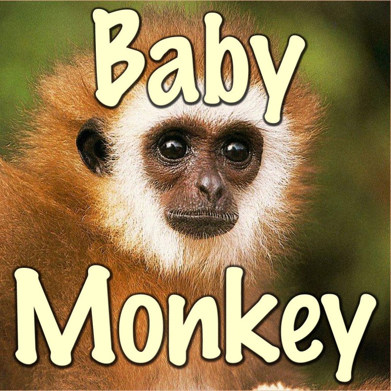 Monkey going. Monkey going