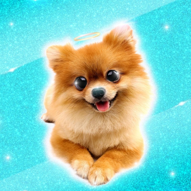 Lucas Cruikshank Pomeranians の歌詞 Musixmatch