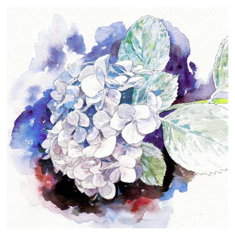 眩暈siren 紫陽花 Lyrics Musixmatch