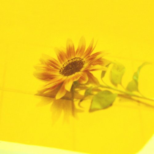 Vaundy 花占い Lyrics Musixmatch